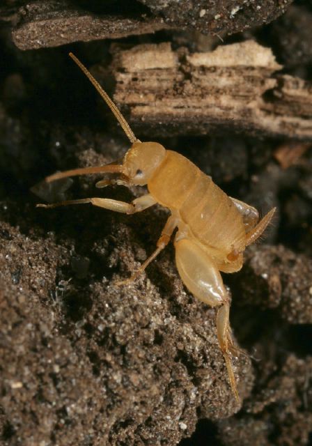 Myrmecophilus pergandei Myrmecophilidae