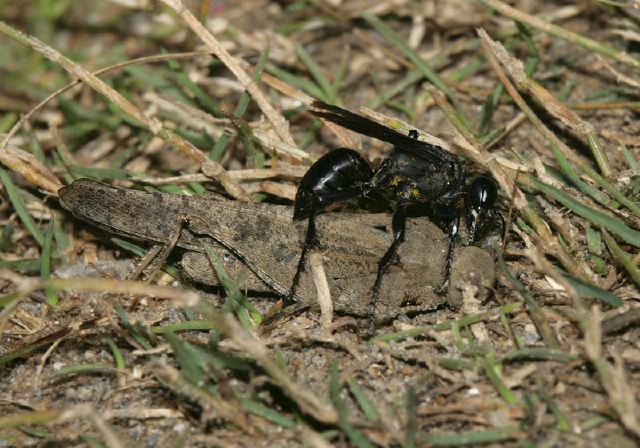 Dissosteira carolina Acrididae