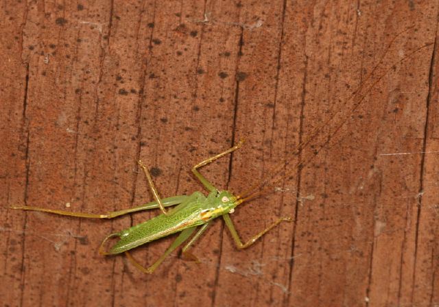 Meconema thalassinum Tettigoniidae