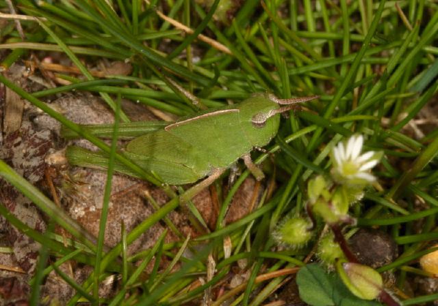 Chortophaga viridifasciata Acrididae