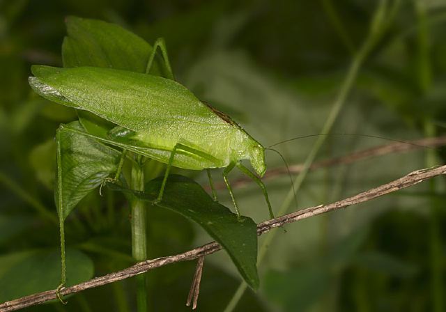 Amblycorypha sp. Tettigoniidae