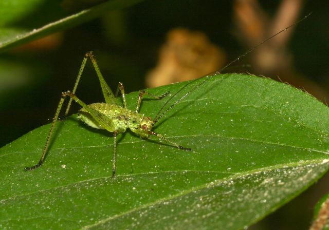 Scudderia sp.? Tettigoniidae