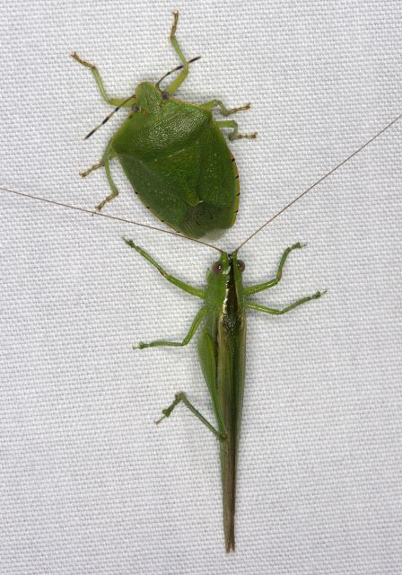 Conocephalus fasciatus Tettigoniidae