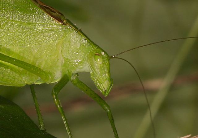 Amblycorypha sp. Tettigoniidae