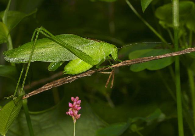 Amblycorypha sp. Tettigoniidae