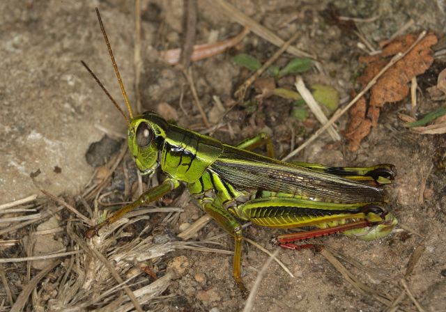 Melanoplus bivittatus Acrididae