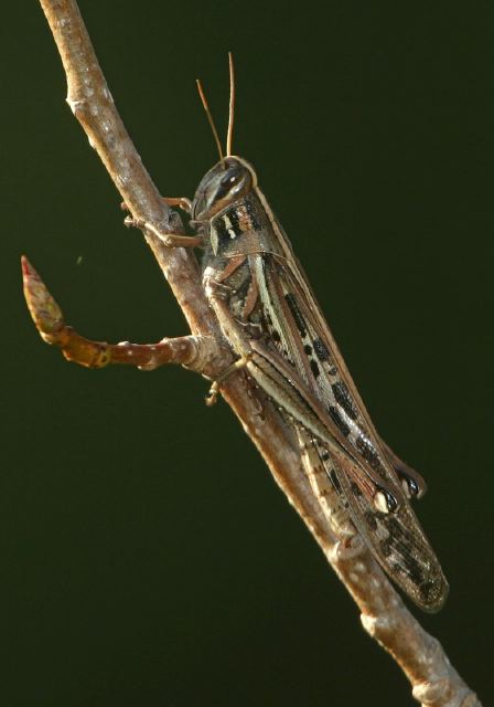 Schistocerca americana Acrididae