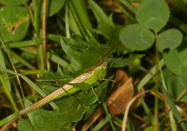 Conocephalus fasciatus Tettigoniidae