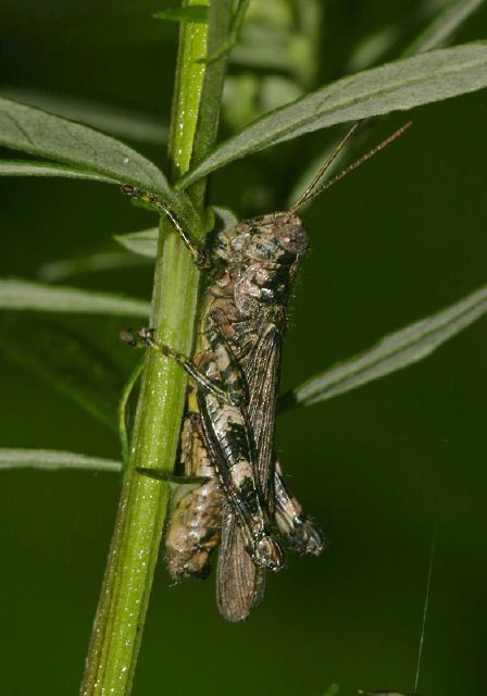 Melanoplus punctulatus Acrididae