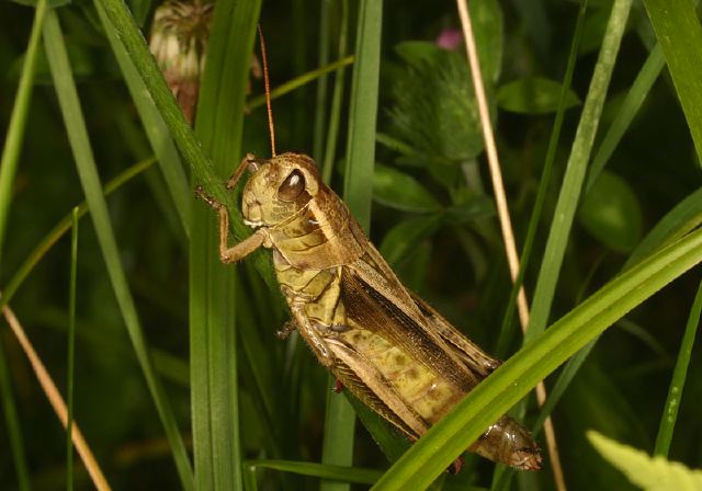 Melanoplus bivittatus Acrididae