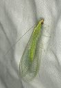 green_lacewing1758