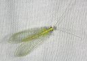 green_lacewing5097