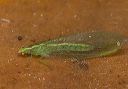 green_lacewing_0301