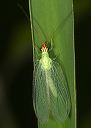 greenlacewing494