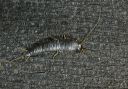 silverfish3959