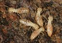 termites1900