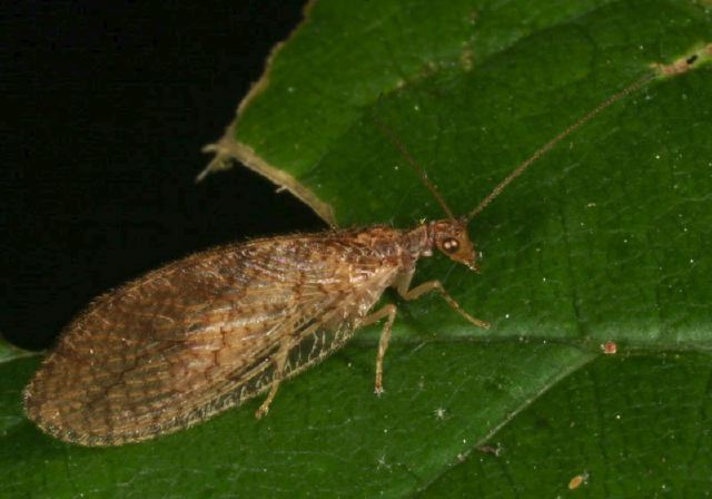 Micromus posticus Hemerobiidae
