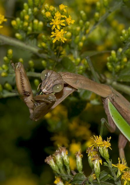 Tenodera aridifolia Mantidae