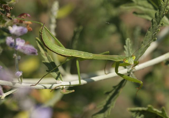 Tenodera aridifolia Mantidae