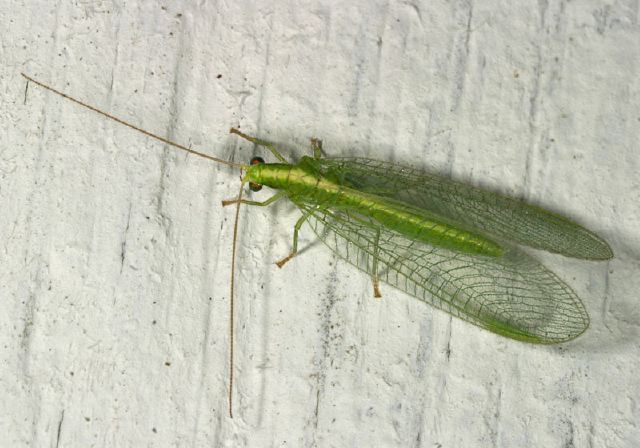 Chrysoperla sp. Chrysopidae