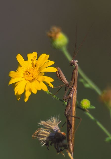 Tenodera aridifolia Mantidae