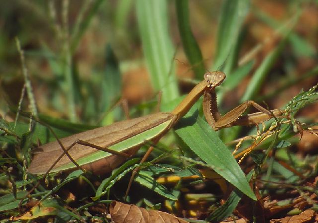 Tenodera aridifolia Mantidae