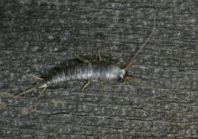 Lepisma saccharina Lepismatidae