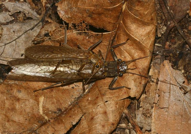 Paragnetina immarginata? Perlidae