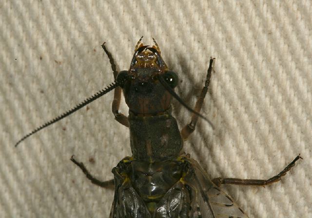 Chauliodes pectinicornis Corydalidae