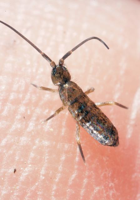 Tomocerus sp. Tomoceridae