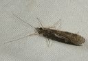 caddisfly0914