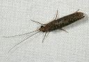 caddisfly2241