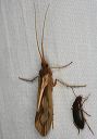 caddisfly_1478