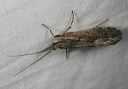 caddisfly_9167