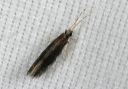 micro-caddisfly1209