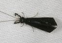 mystacides_caddisfly_l1076