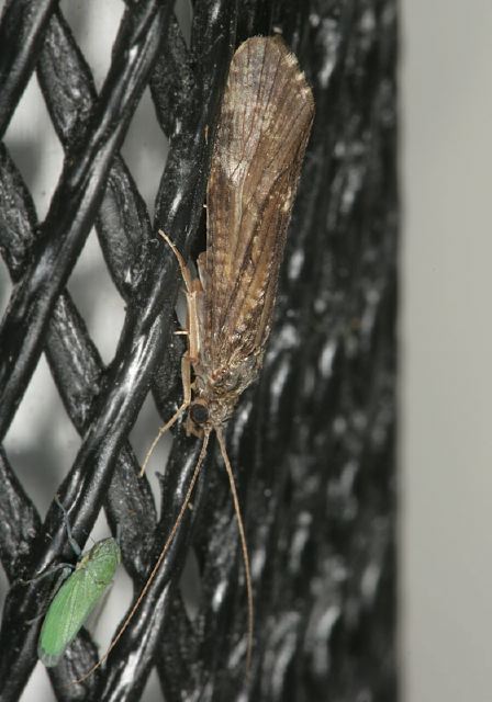 Ceratopsyche Hydropsychidae