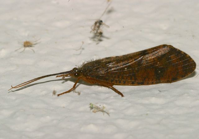 Ptilostomis sp. Phryganeidae