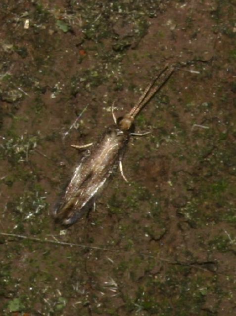   Hydroptilidae