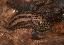 leopard_slug_7040