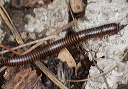 millipede_0705