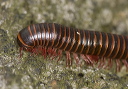 millipede_0710