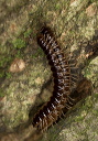 millipede_2192