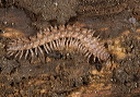 millipede_6296