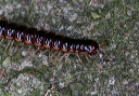 oxidus_gracilis_6321