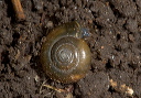 snail_6346