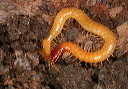 soil_centipedes969