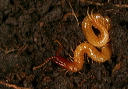 soilcentipede053