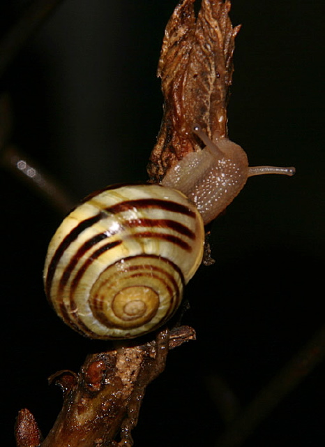 Cepaea hortensis Helicidae