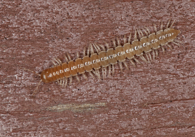 Oxidus gracilis? Paradoxosomatidae?